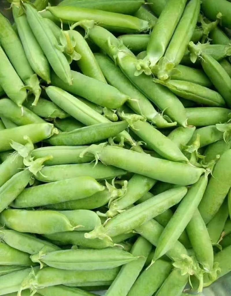 新鲜长寿仁豌豆荚嫩豌豆角甜豌豆粒中青豌豆荚弯豆米粒