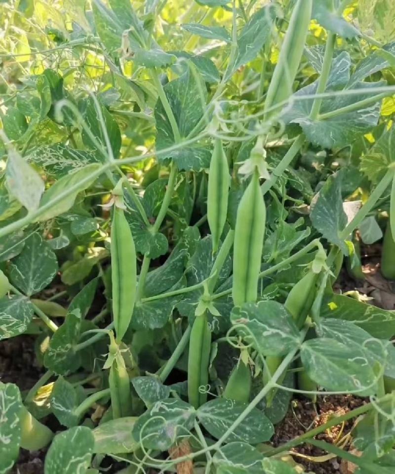 新鲜长寿仁豌豆荚嫩豌豆角甜豌豆粒中青豌豆荚弯豆米粒