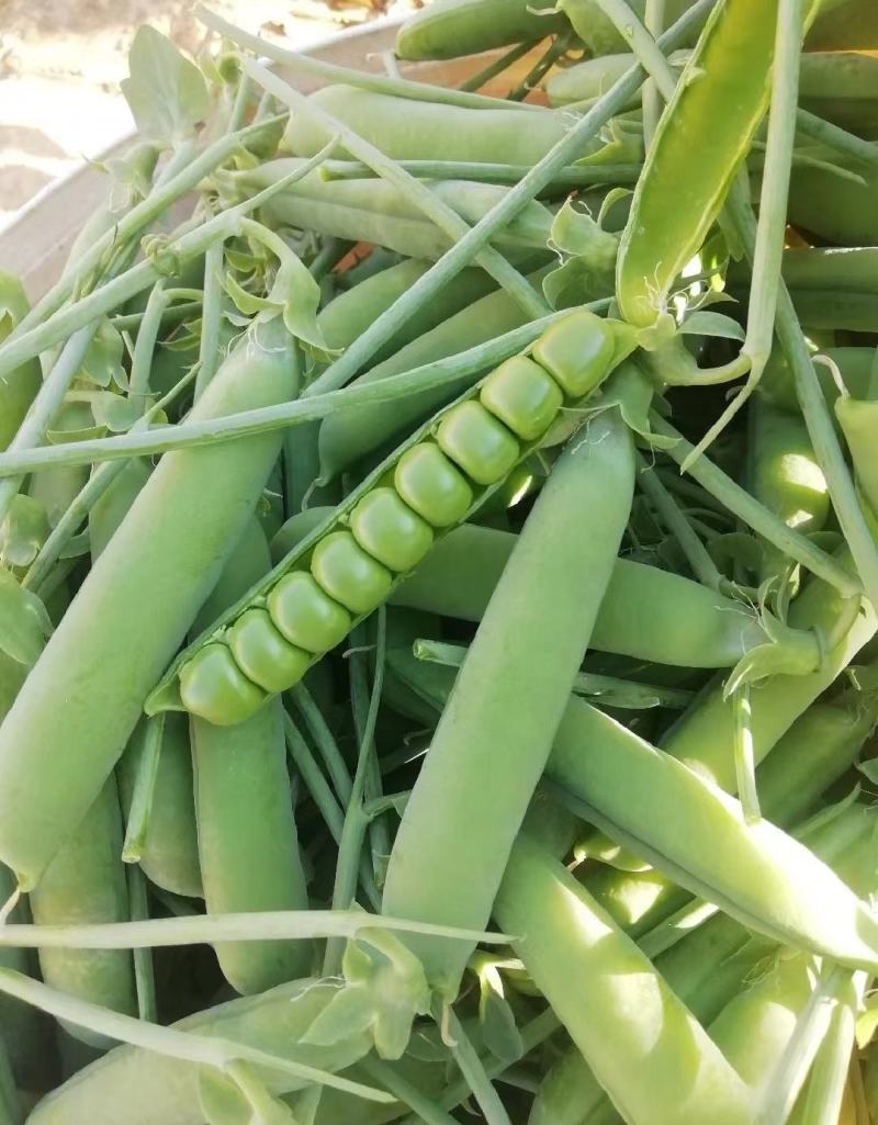 新鲜长寿仁豌豆荚嫩豌豆角甜豌豆粒中青豌豆荚弯豆米粒