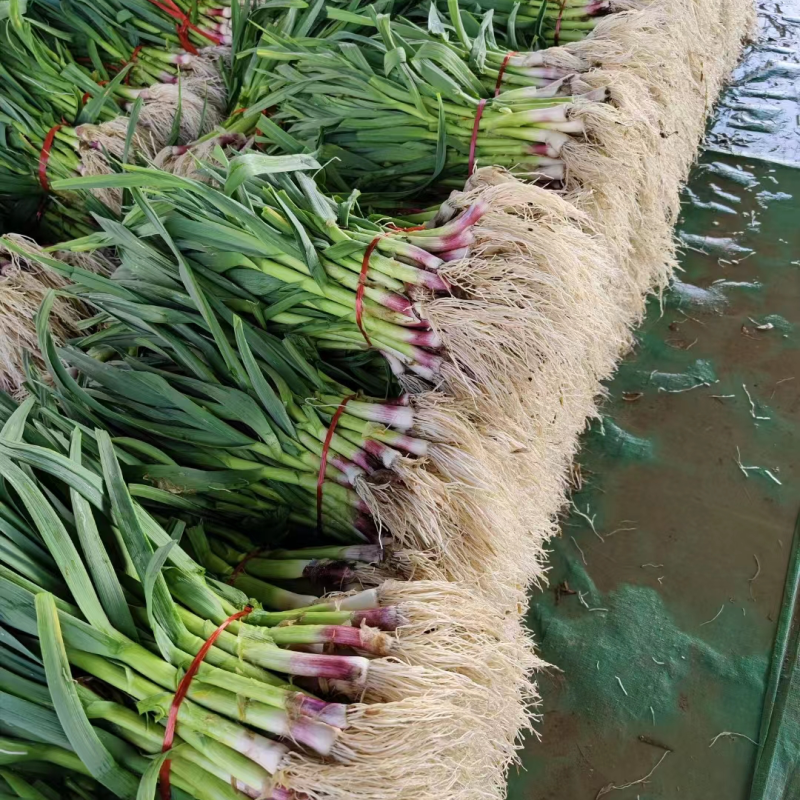 【热卖】蒜苗江苏徐州红根蒜苗净货水洗毛货加工市场对接