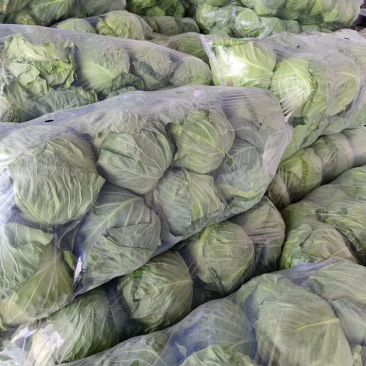 【精选】江苏徐州包菜铁头甘蓝大头菜有机甘蓝视频看货