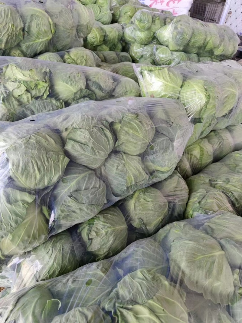 【精选】江苏徐州包菜铁头甘蓝大头菜有机甘蓝视频看货