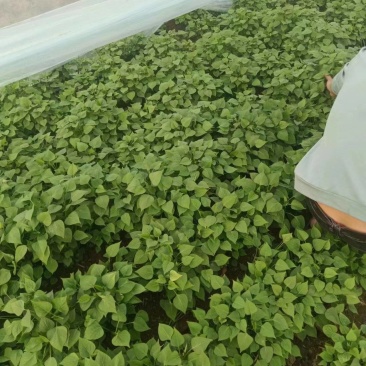 自家种植1000亩红薯苗上市