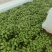 自家种植1000亩红薯苗上市