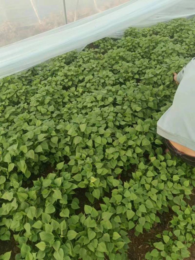 自家种植1000亩红薯苗上市