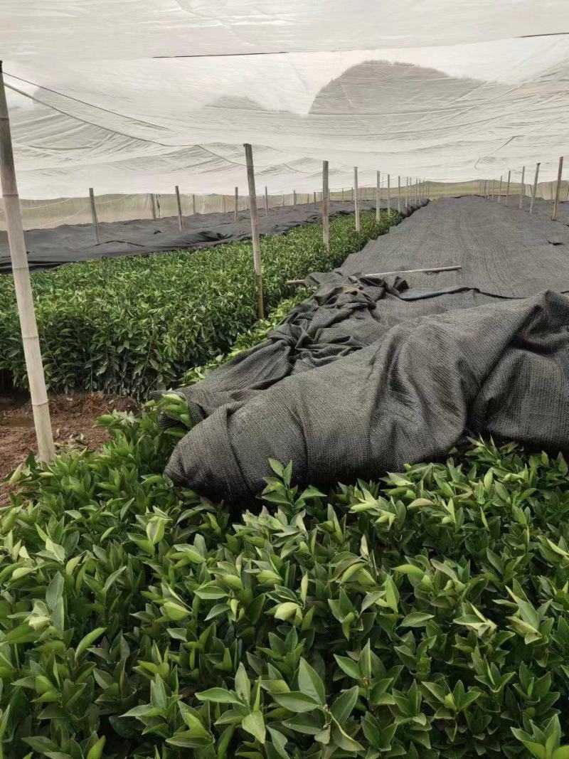 纽荷尔脐橙苗