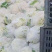 【精选】江苏有机花，松花菜产地直发保证质量，物美价廉
