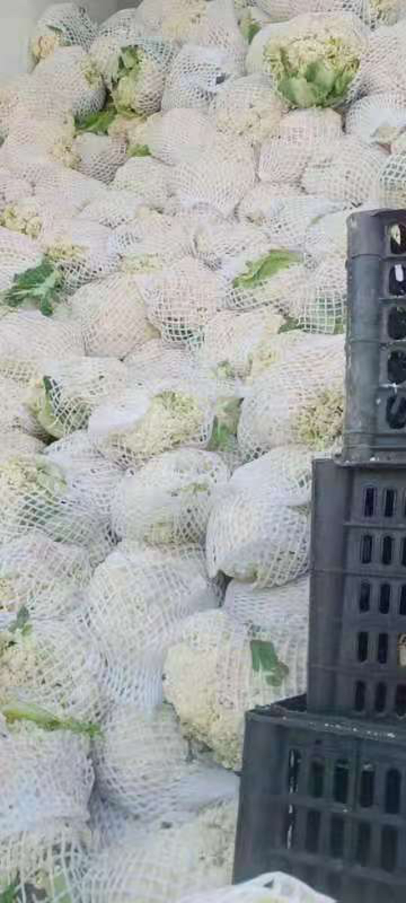 【精选】江苏有机花，松花菜产地直发保证质量，物美价廉