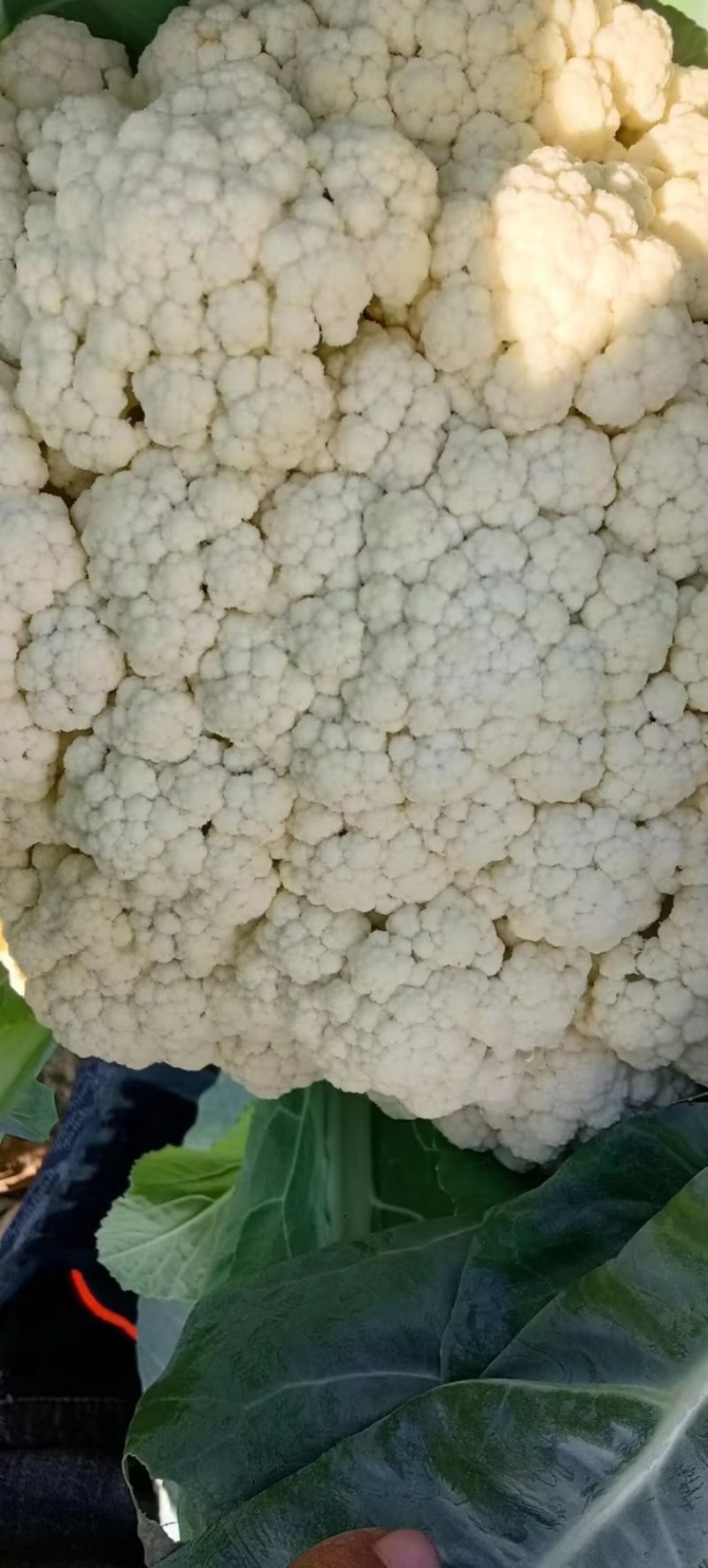 【精选】江苏有机花，松花菜产地直发保证质量，物美价廉