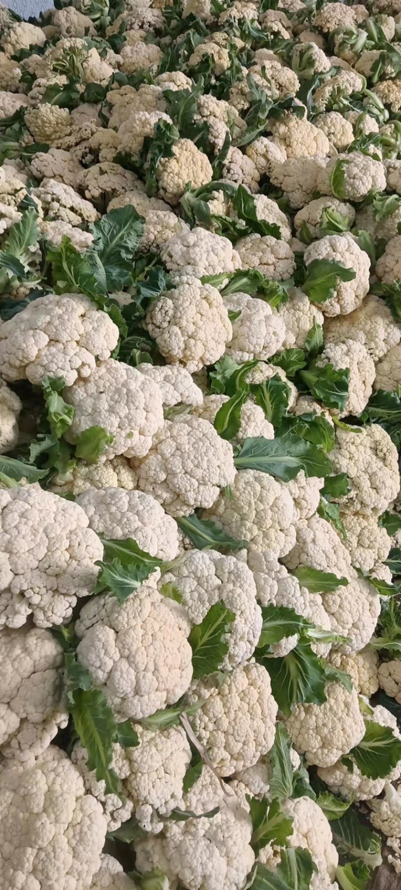【精选】江苏有机花，松花菜产地直发保证质量，物美价廉