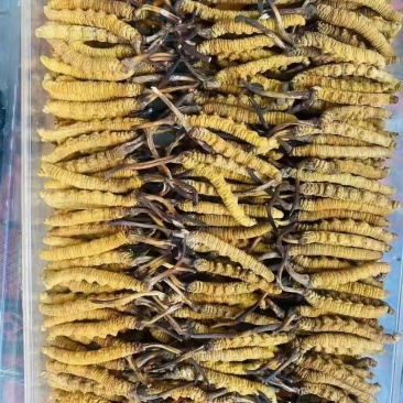 虫草冬虫夏草冻干虫草鲜虫草