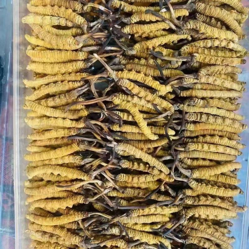 虫草冬虫夏草冻干虫草鲜虫草