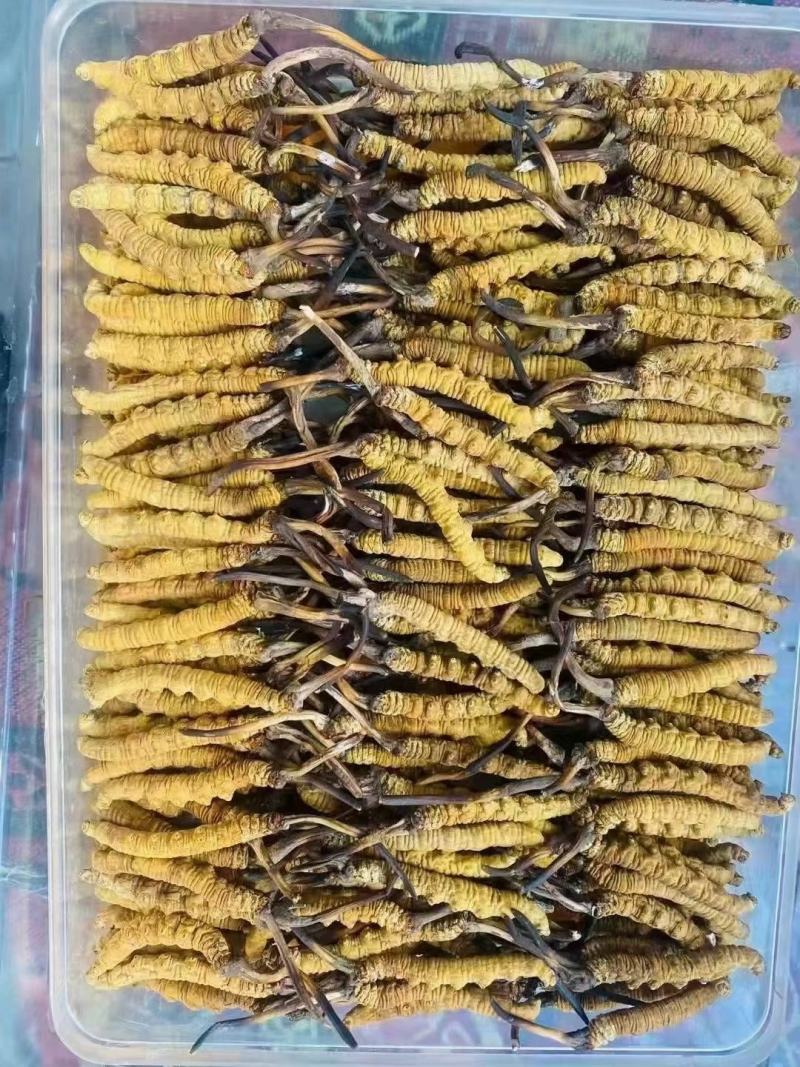 虫草冬虫夏草冻干虫草鲜虫草