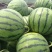西瓜