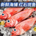 红石斑鱼新鲜冷冻石斑鱼长寿鱼整条深海鱼海鲜批发