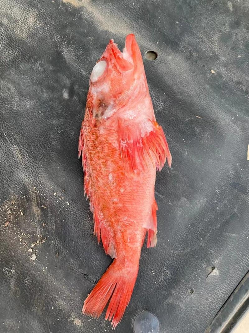 红石斑鱼新鲜冷冻石斑鱼长寿鱼整条深海鱼海鲜批发