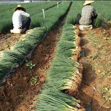 【精选】香葱江苏徐州产地小葱质量保障支持视频看货