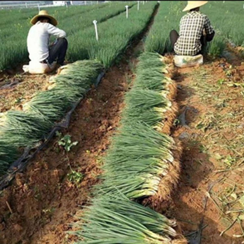 【精选】香葱江苏徐州产地小葱质量保障支持视频看货
