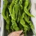 黄瓜、番茄、胡萝卜、大姜、椒类、土豆全国联采