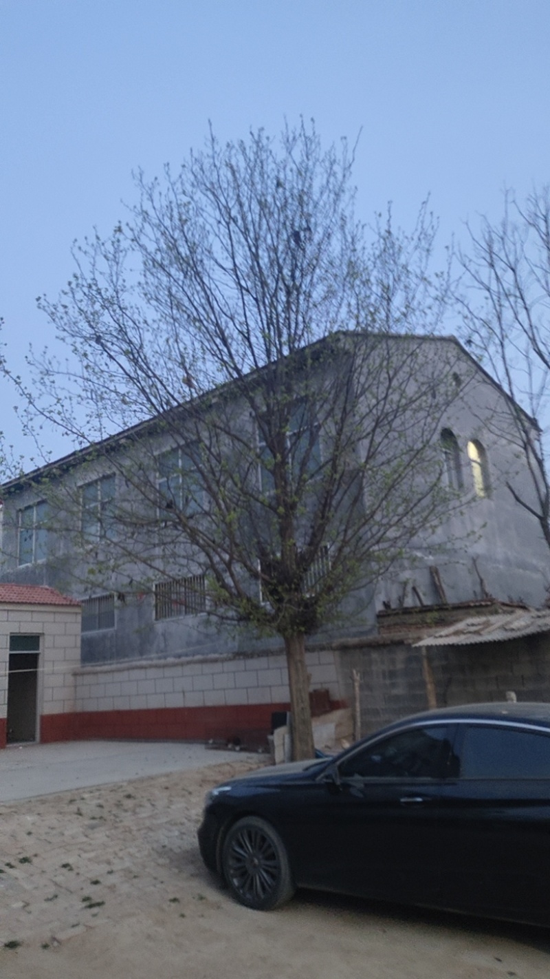 30公分以上精品皂角树物美价廉可实地考察视频看货规格齐全