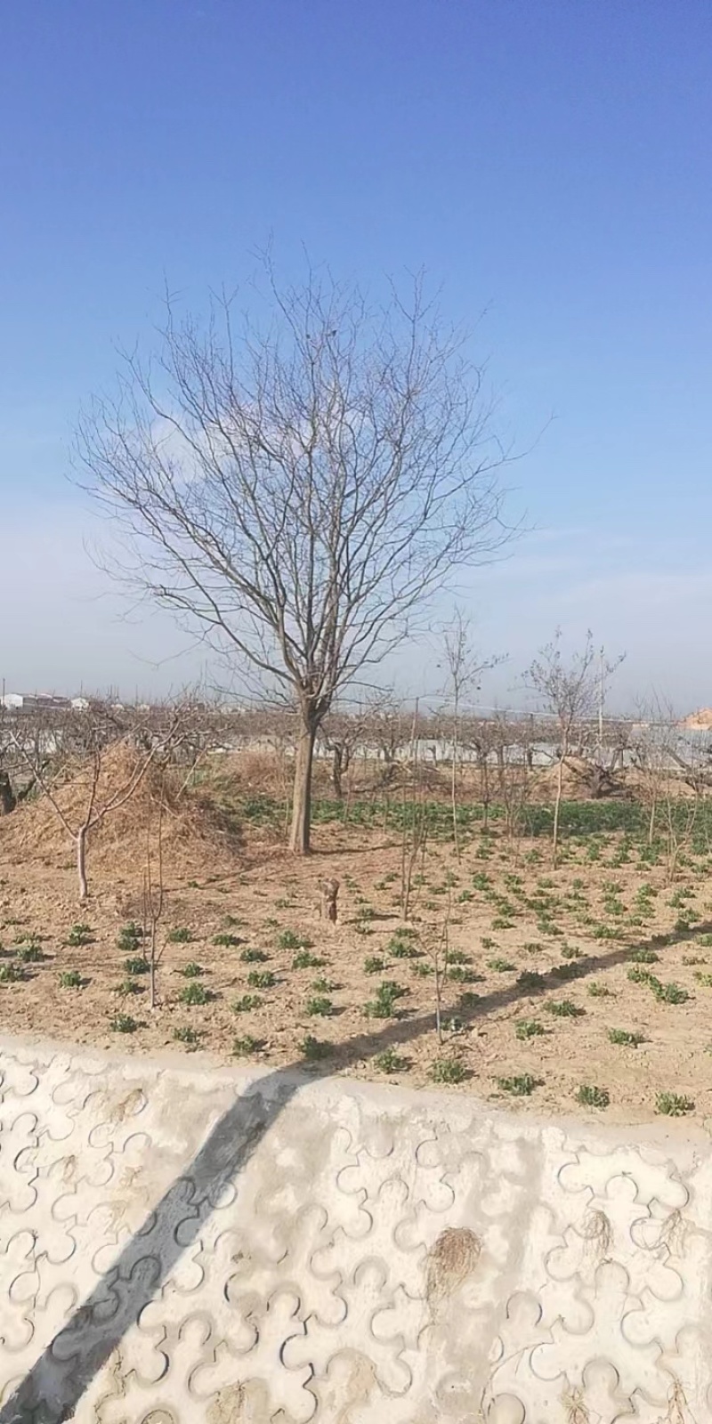30公分以上精品皂角树物美价廉可实地考察视频看货规格齐全