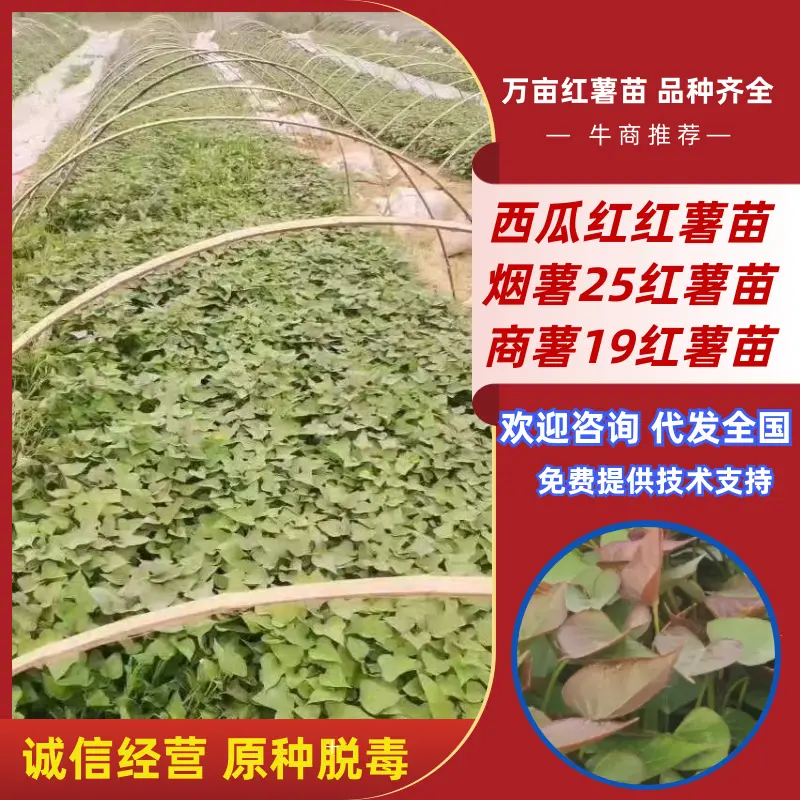 【推荐】西瓜红红薯苗原种脱毒红薯苗品种齐全产地直发