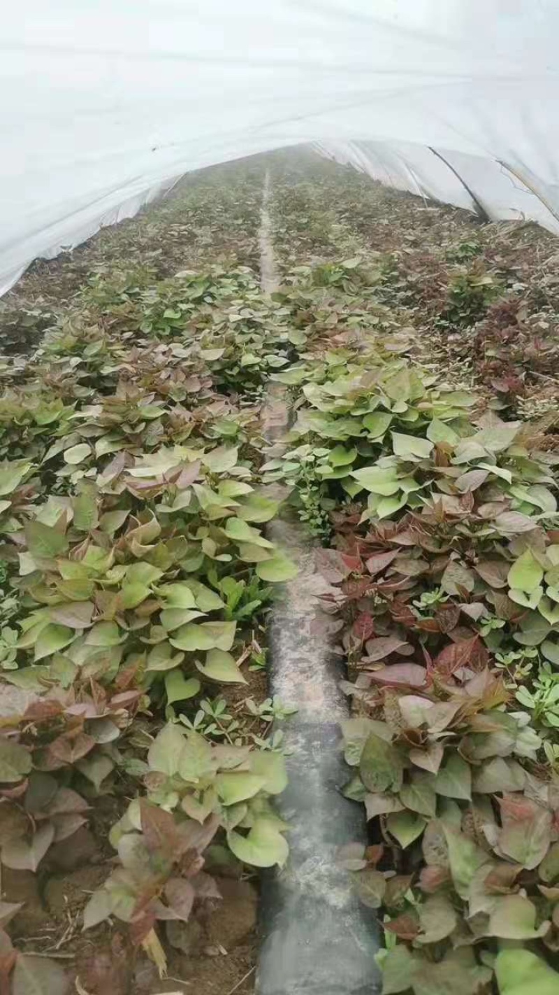 【推荐】西瓜红红薯苗原种脱毒红薯苗品种齐全产地直发