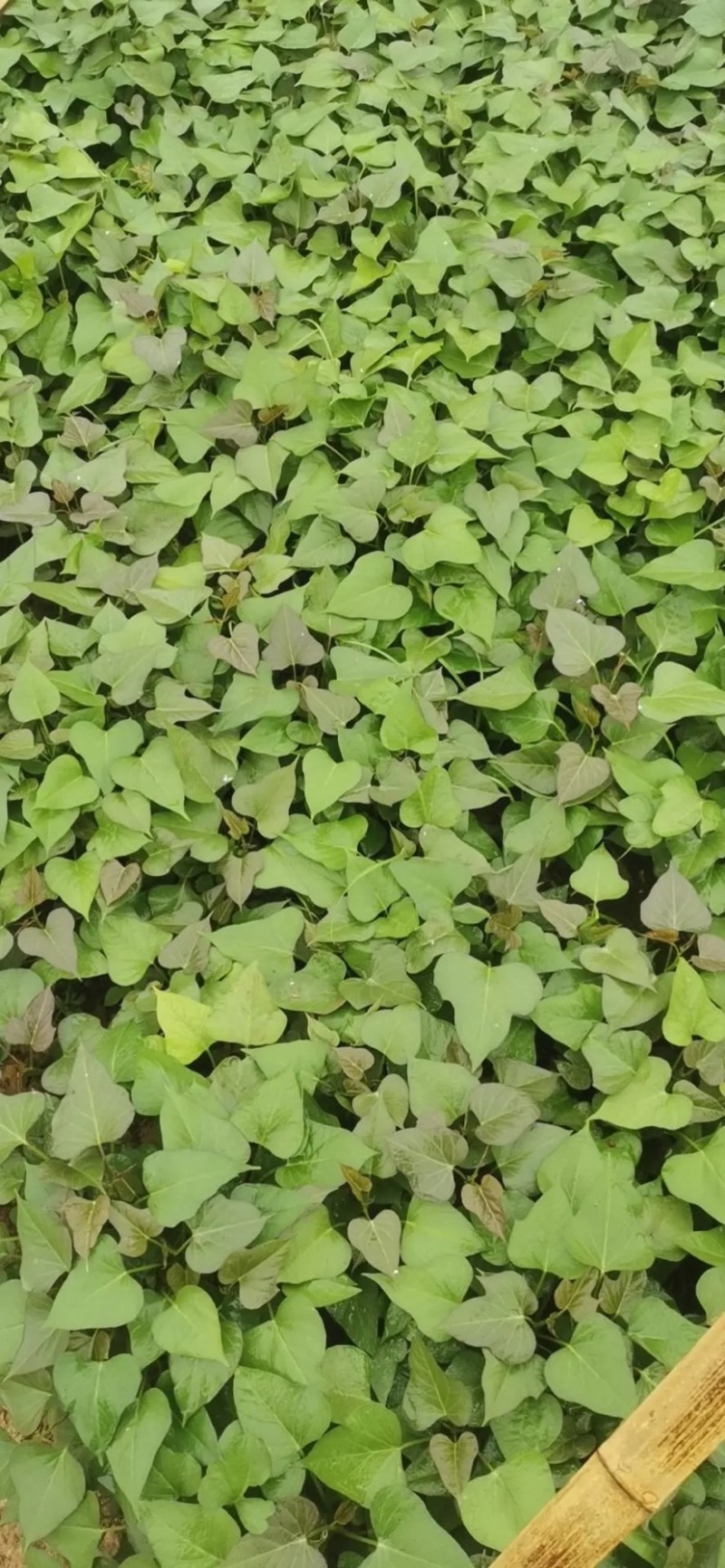 【推荐】西瓜红红薯苗原种脱毒红薯苗品种齐全产地直发