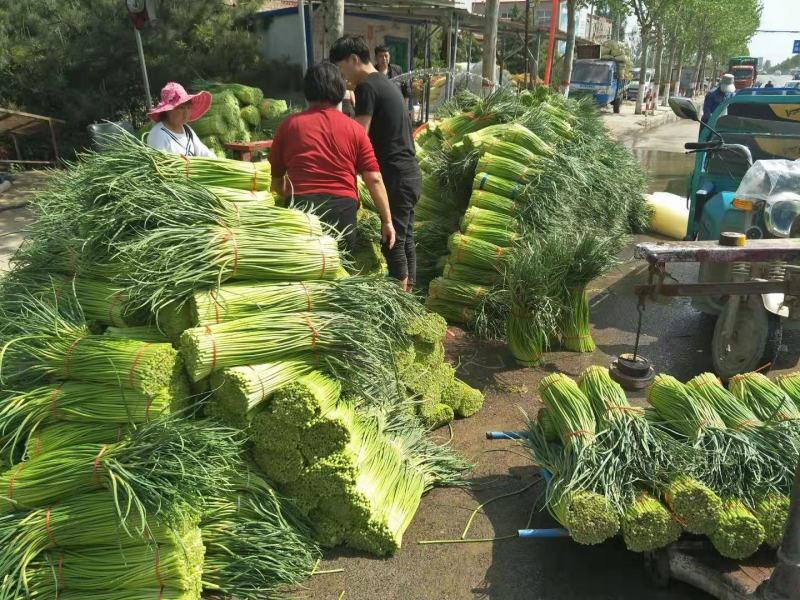 精品中牟红帽蒜薹，大量上市，品质保证可对接全国各地市场