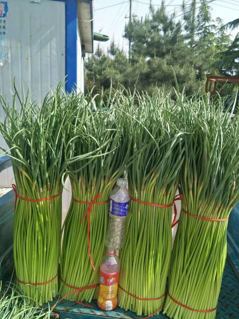 精品中牟红帽蒜薹，大量上市，品质保证可对接全国各地市场