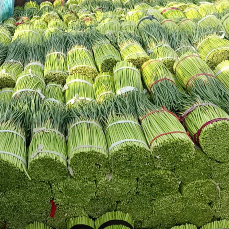 精品中牟红帽蒜薹，大量上市，品质保证可对接全国各地市场