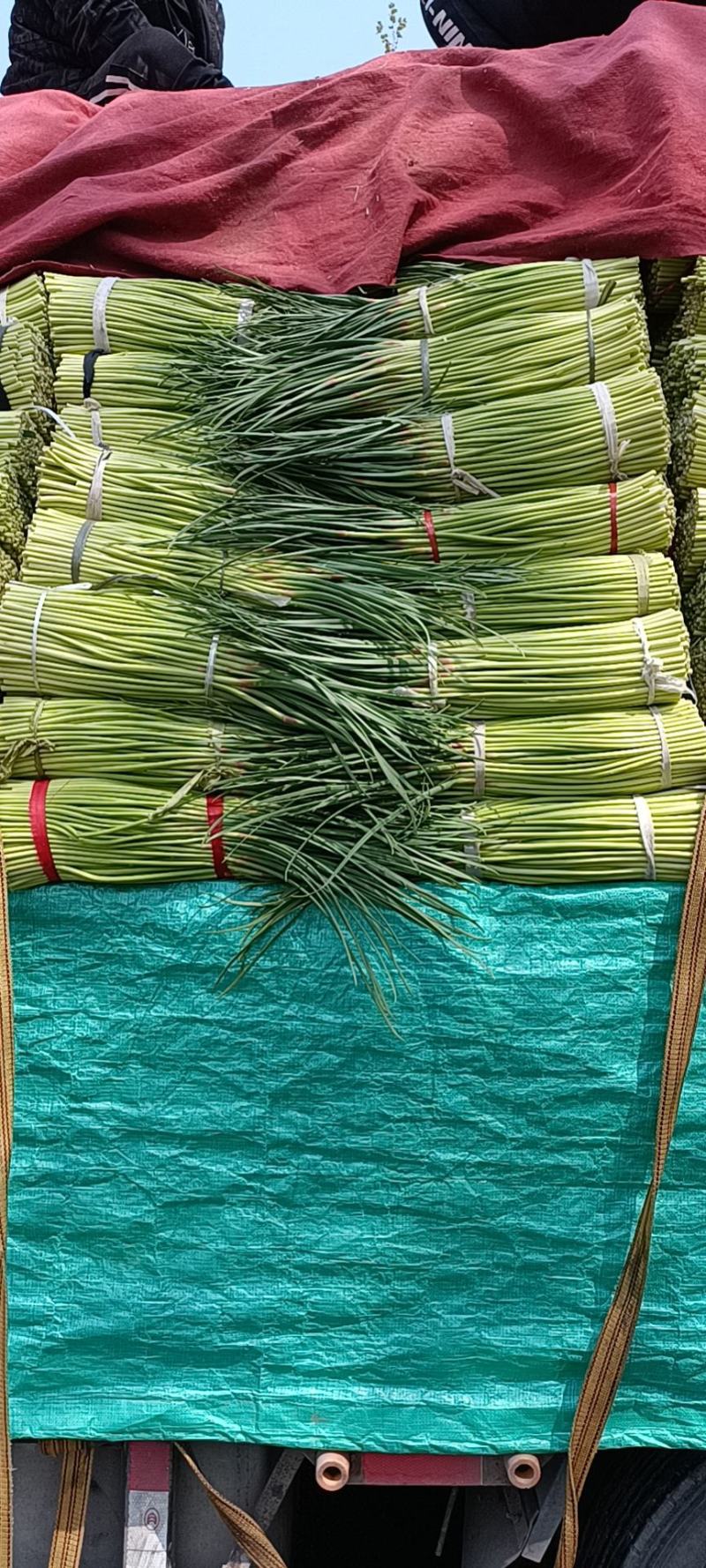 精品中牟红帽蒜薹，大量上市，品质保证可对接全国各地市场