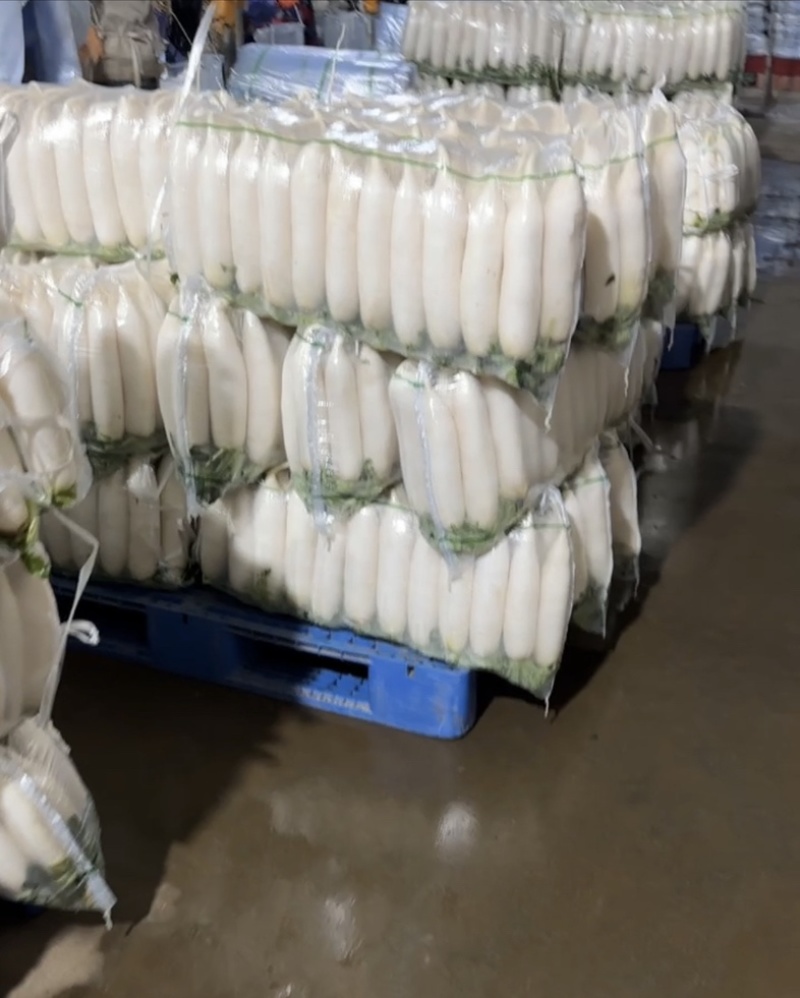 精品白萝卜三排四排五排保质保量货源稳定可持续供应
