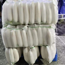 精品白萝卜货源稳定长期供应支持线上交易可视频看货