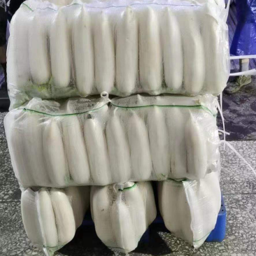 精品白萝卜货源稳定长期供应支持线上交易可视频看货