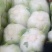 【推荐】义和秋白菜产地直发，诚信代办10年专业靠谱，欢迎来电