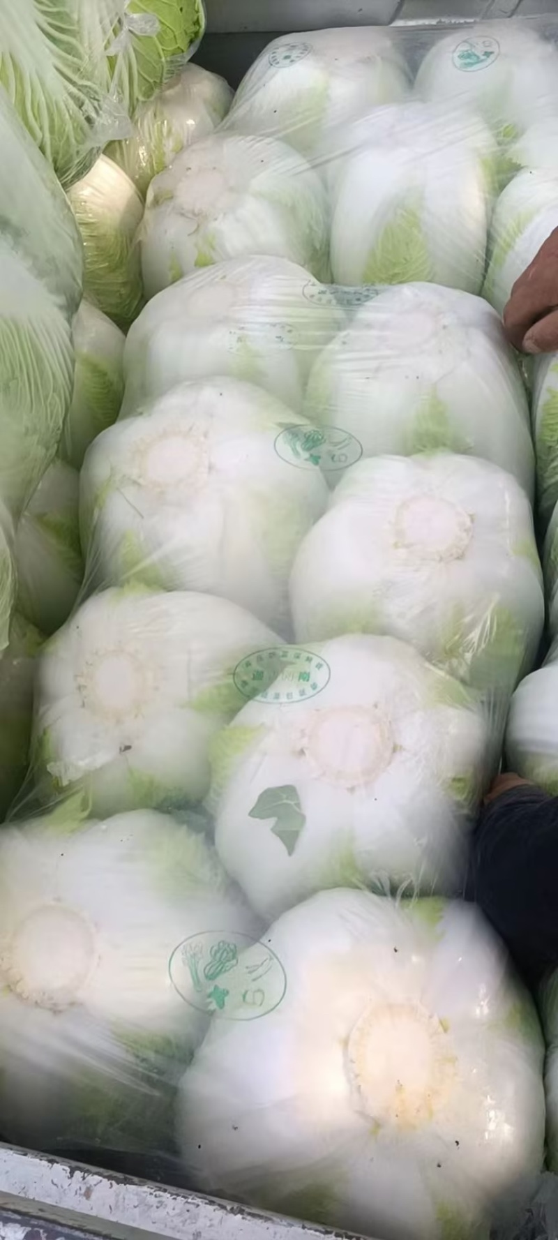 【推荐】义和秋白菜产地直发，诚信代办10年专业靠谱，欢迎来电