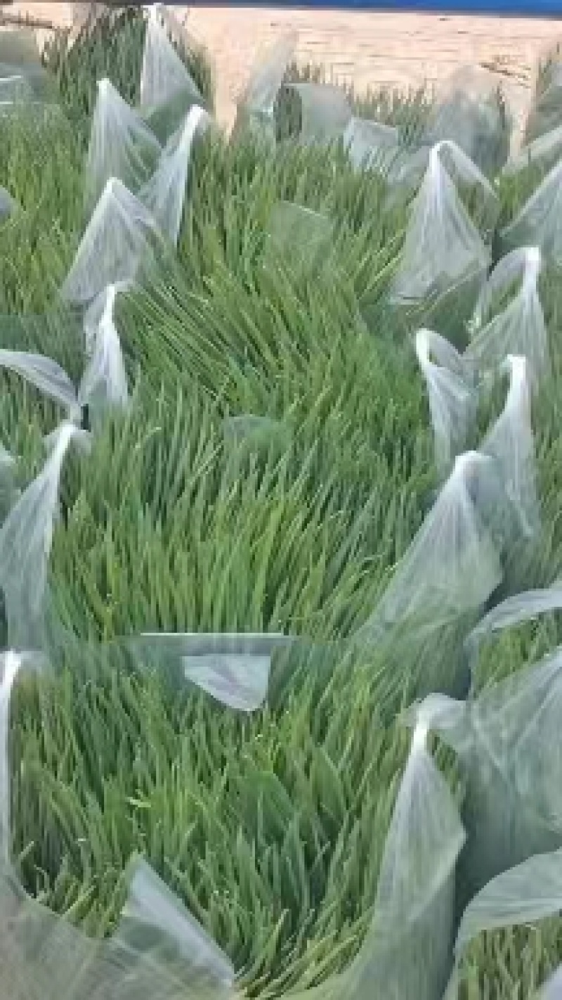 小葱，产地直发，一手货源，价格便宜，质量保证，欢迎合作