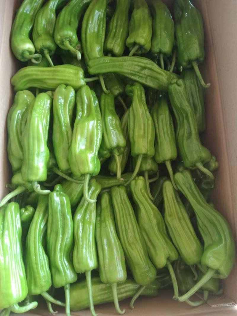 精品薄皮辣椒大量上市产地直供一手货源量大优惠