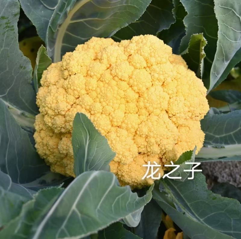 青梗白面松花菜苗，65天有机花菜苗欢迎来电咨询