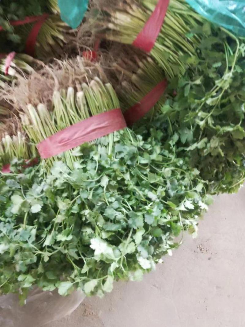 精品香菜，加工厂香菜，供应全国各大批发市场，加工厂！
