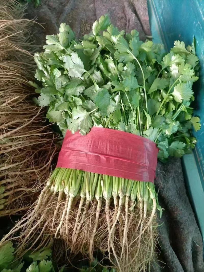 精品香菜，加工厂香菜，供应全国各大批发市场，加工厂！