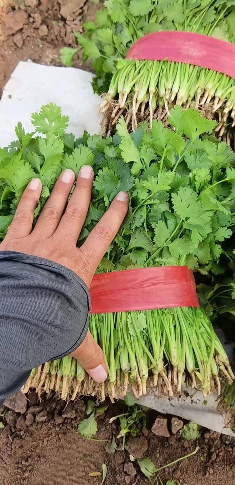 精品香菜，加工厂香菜，供应全国各大批发市场，加工厂！