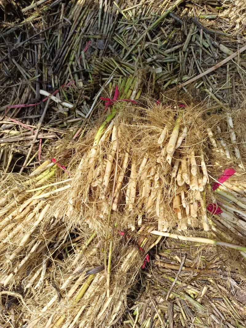 精品山东芦苇苗，大量生产基地产地直发，欢迎前来咨询