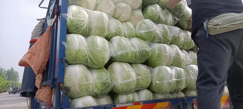 【推荐】义和秋白菜产地直发，诚信代办10年专业靠谱，欢迎来电