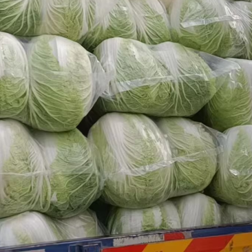 【推荐】义和秋白菜产地直发，诚信代办10年专业靠谱，欢迎来电