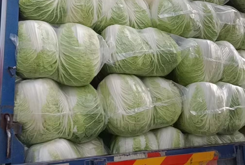 【推荐】义和秋白菜产地直发，诚信代办10年专业靠谱，欢迎来电