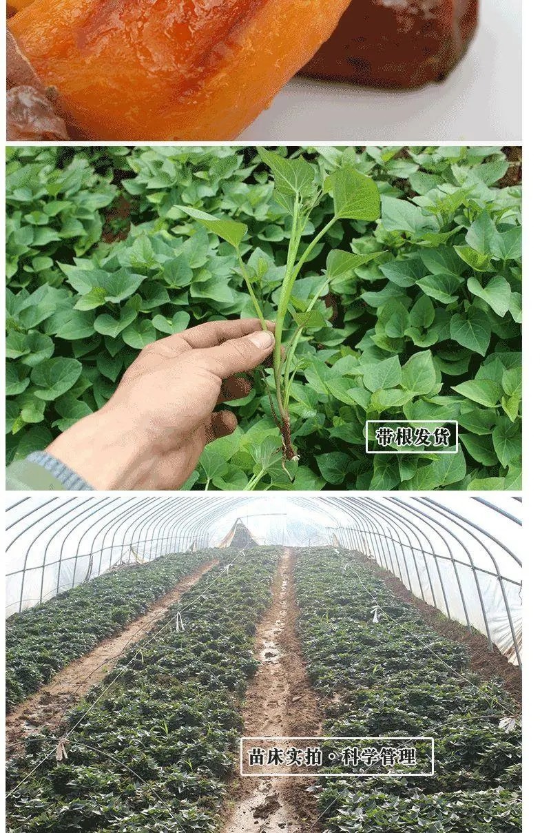 商暑19原种脱毒红薯苗，亩产8000斤，产地直发，一手货