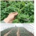 商暑19原种脱毒红薯苗，亩产8000斤，产地直发，一手货
