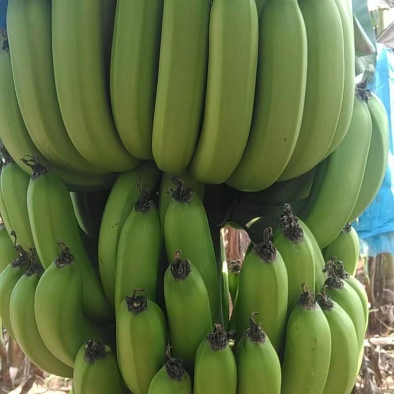 香蕉精品徐闻香蕉产地直发一手货源鲜货供应量大优惠